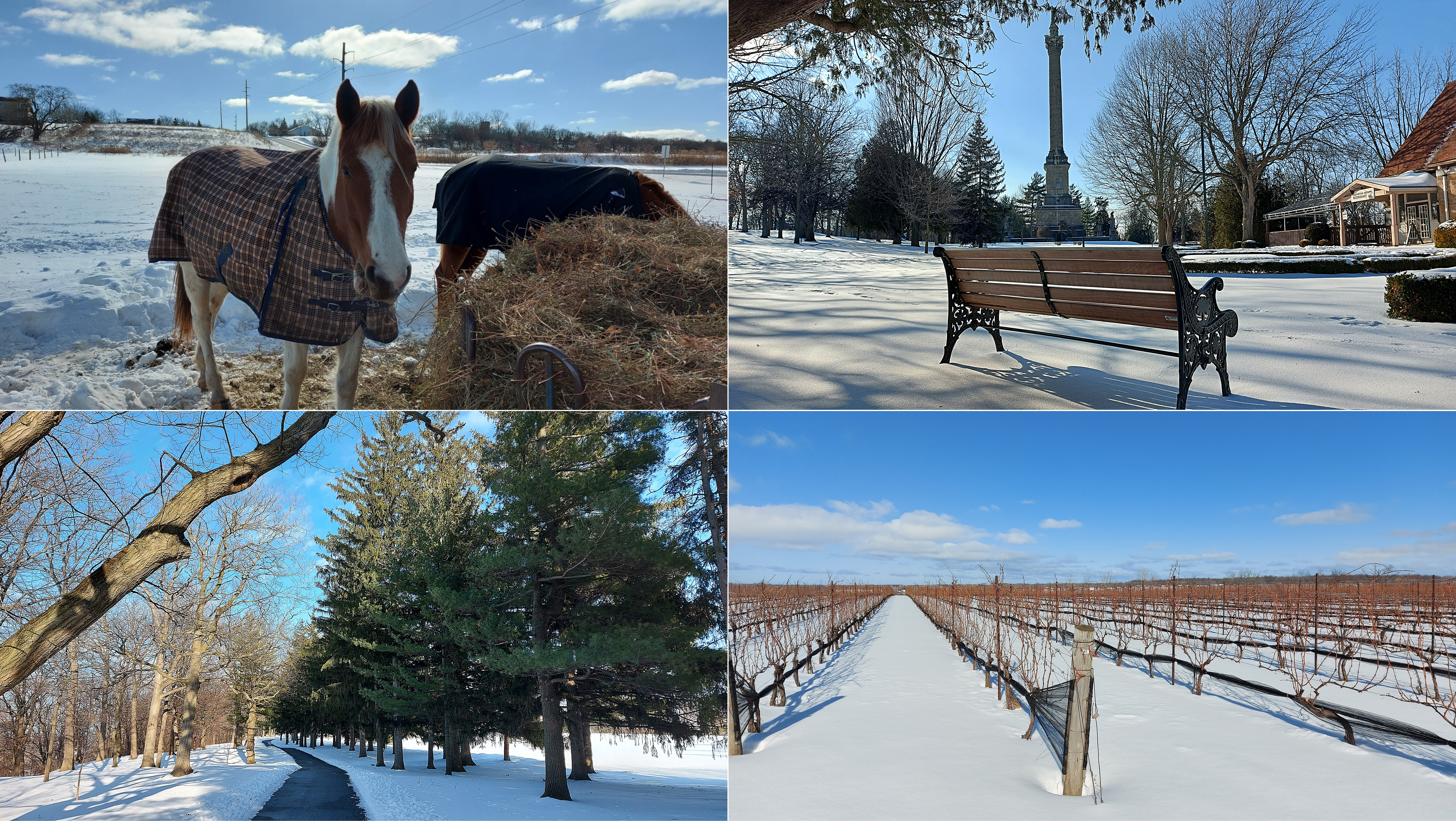 Winter in Niagara-on-the-Lake, horses in a snow covered field, Queenston Heights Park and snow covered vineyard
