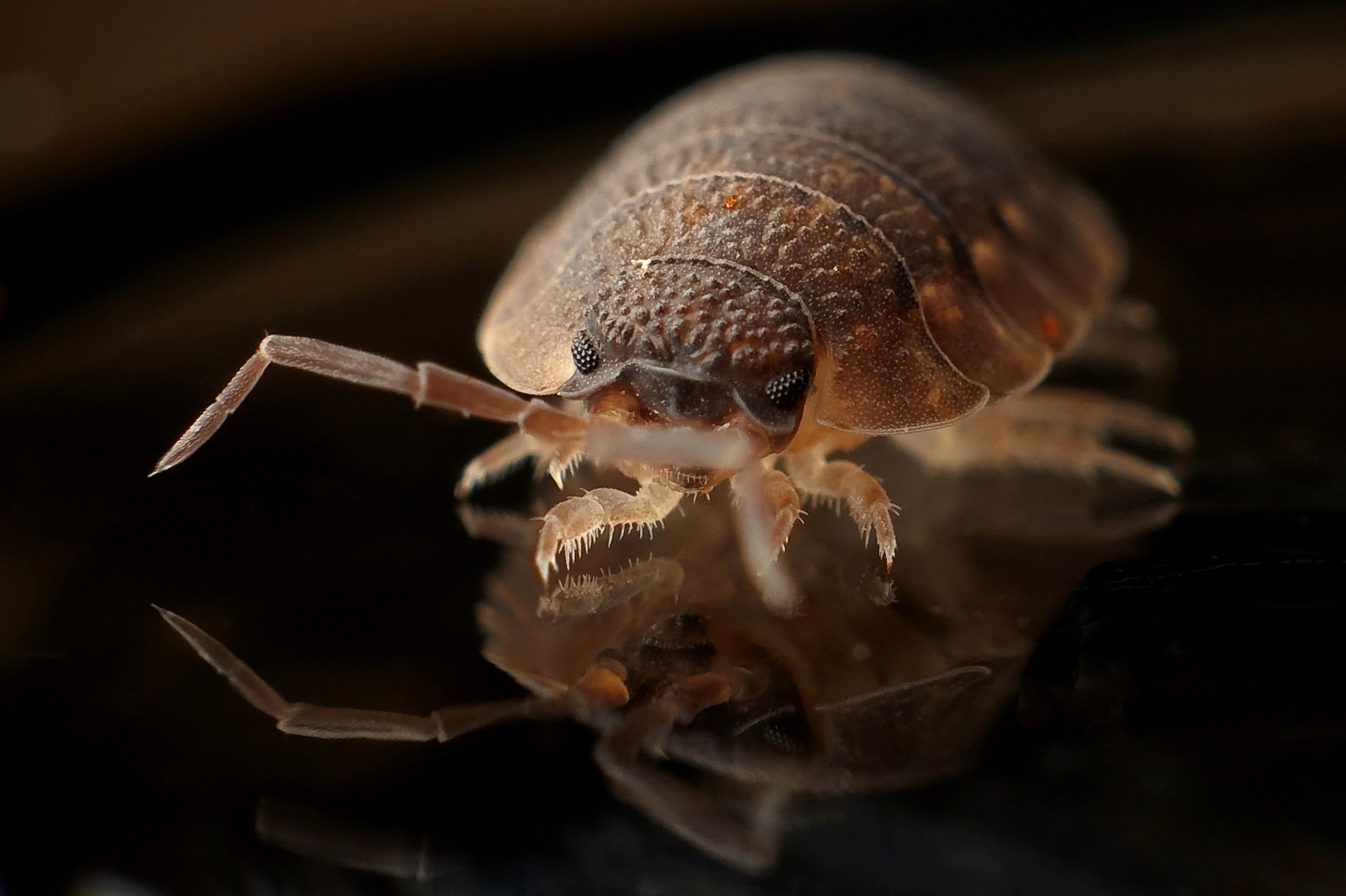 Pillbug