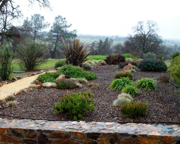 hgPG-2454742-0101441_native_drought_tolerant_plants_2