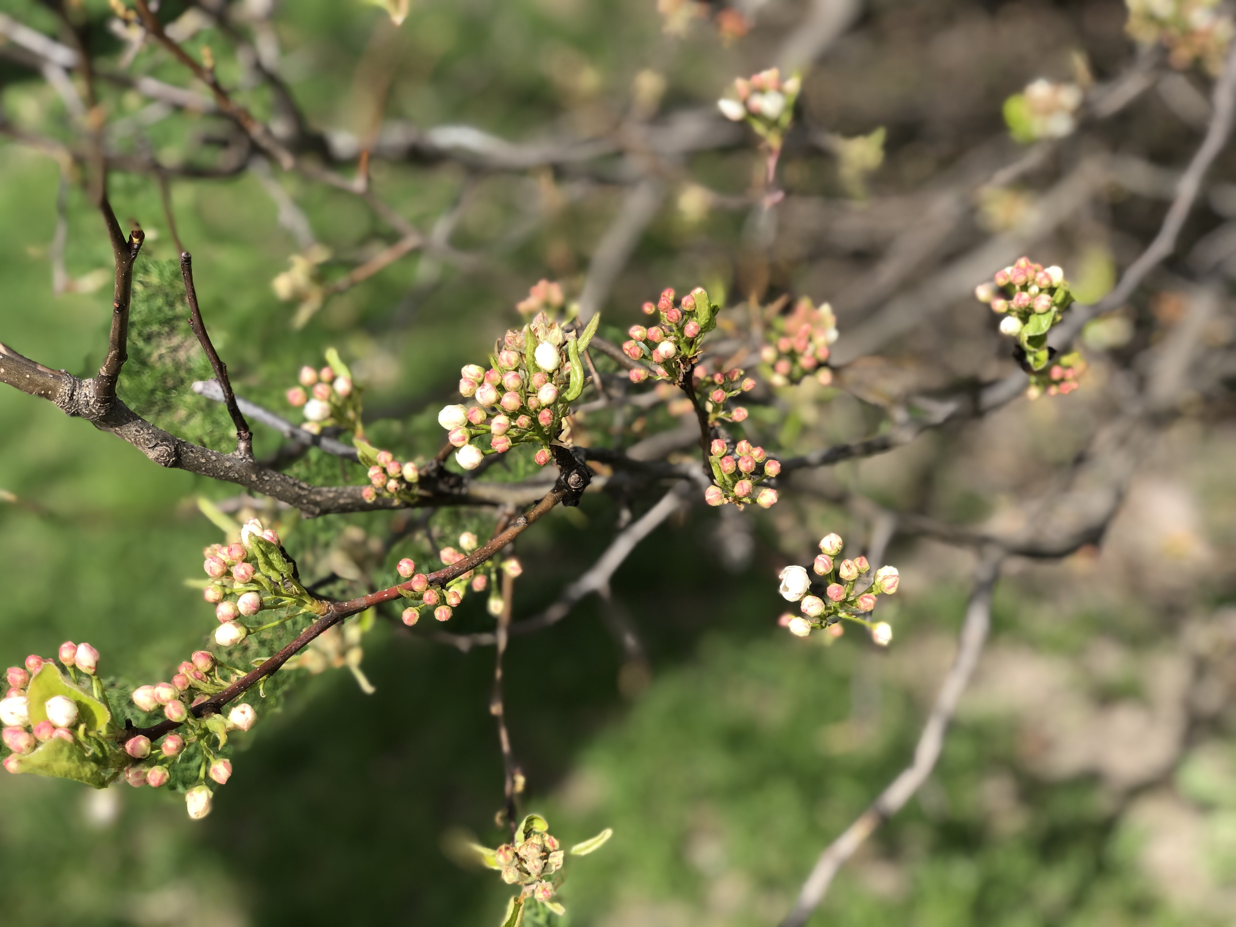 Parks in Parkwoods Donalda martina brankovsky Real Estate, Royal