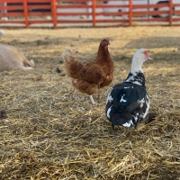 Dealing with Hobby Farm Pain Points When Your New to Farm Life